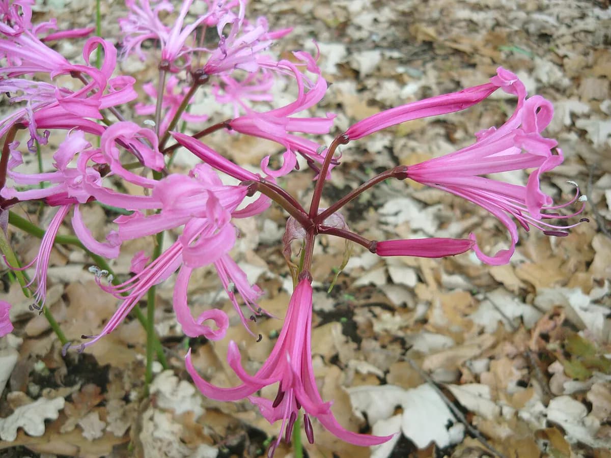 Nerine — foto real
