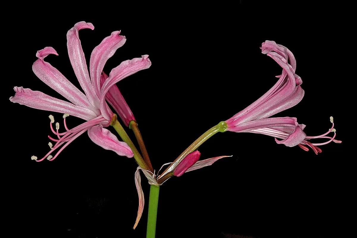 Nerine — foto real