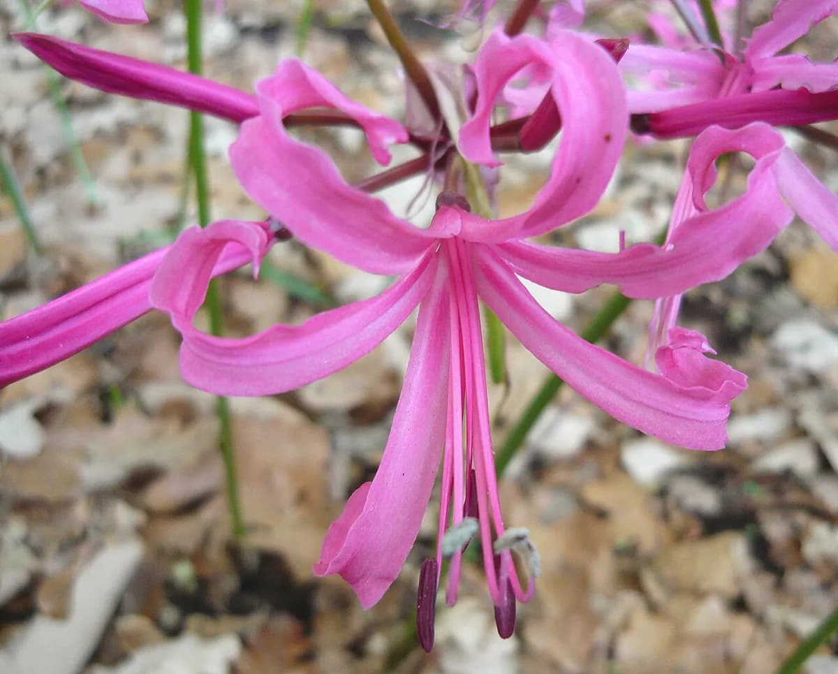 Nerine — foto real