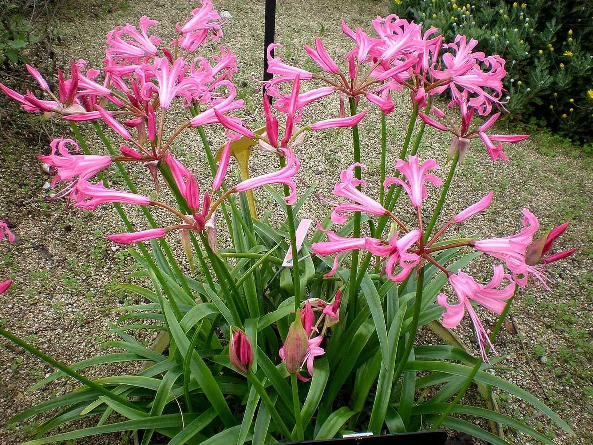 Nerine — foto real