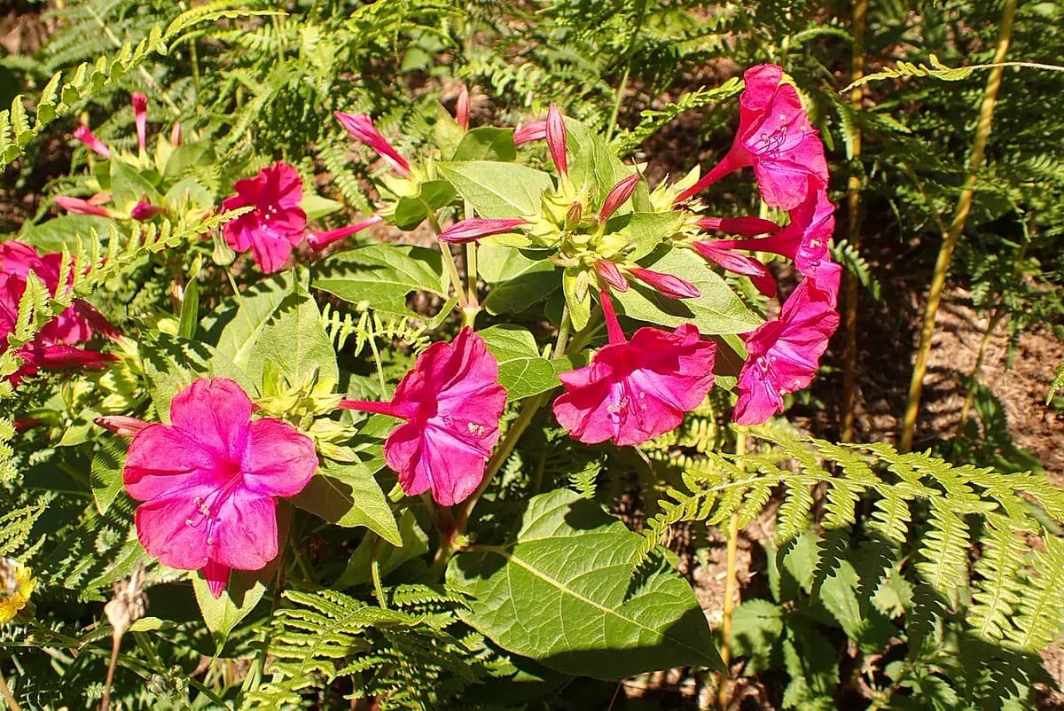 Tabaco ornamental — foto real