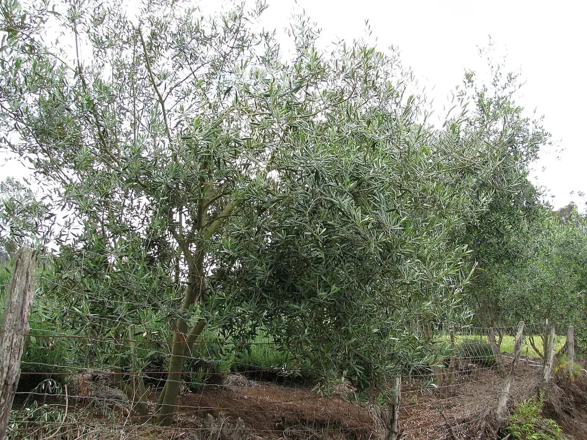Olivo Arbequina — foto real