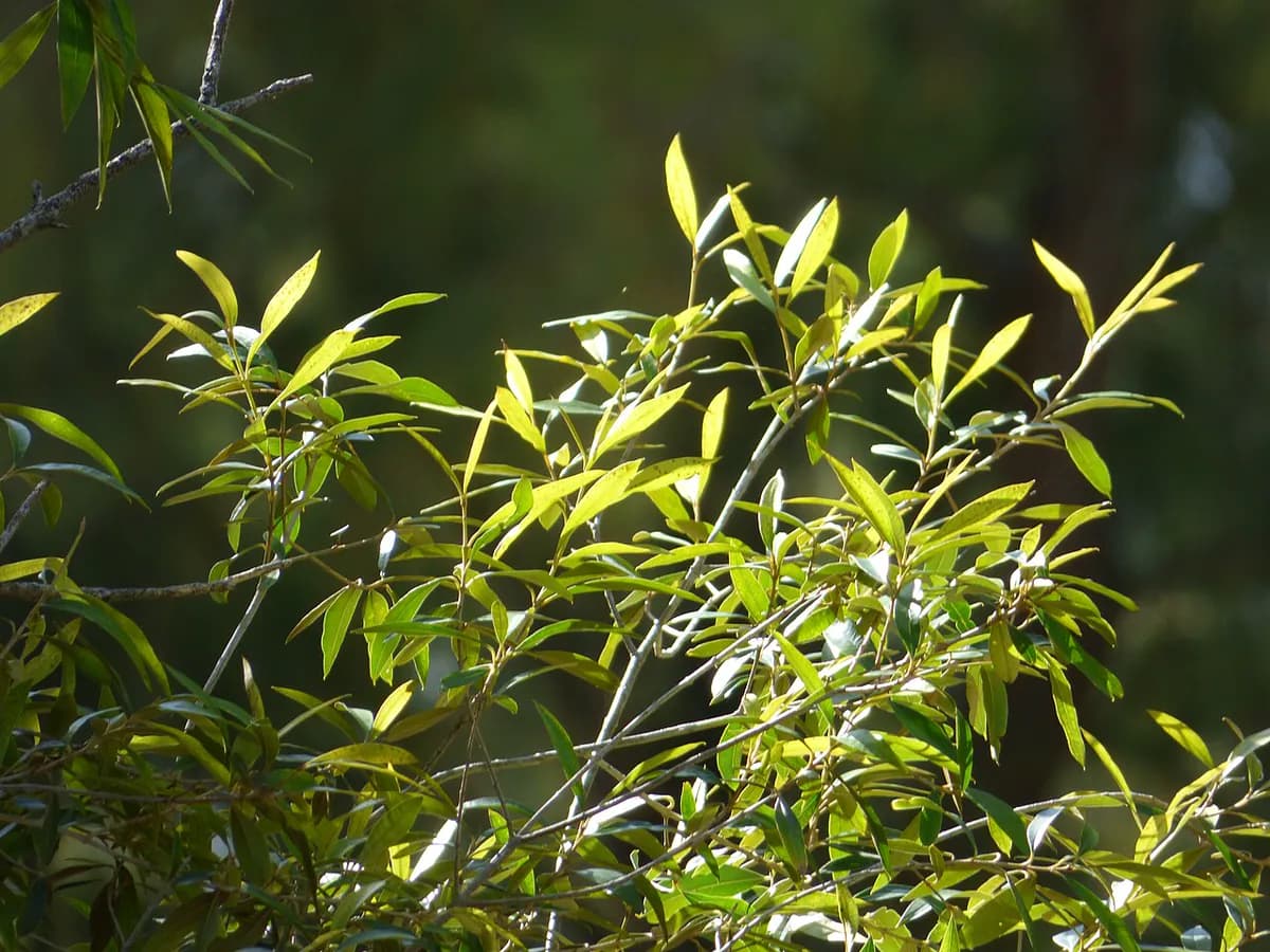 Olivo Arbequina — foto real