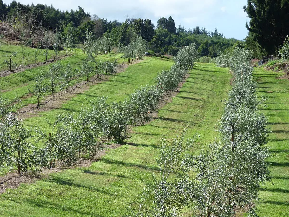 Olivo Arbequina — foto real