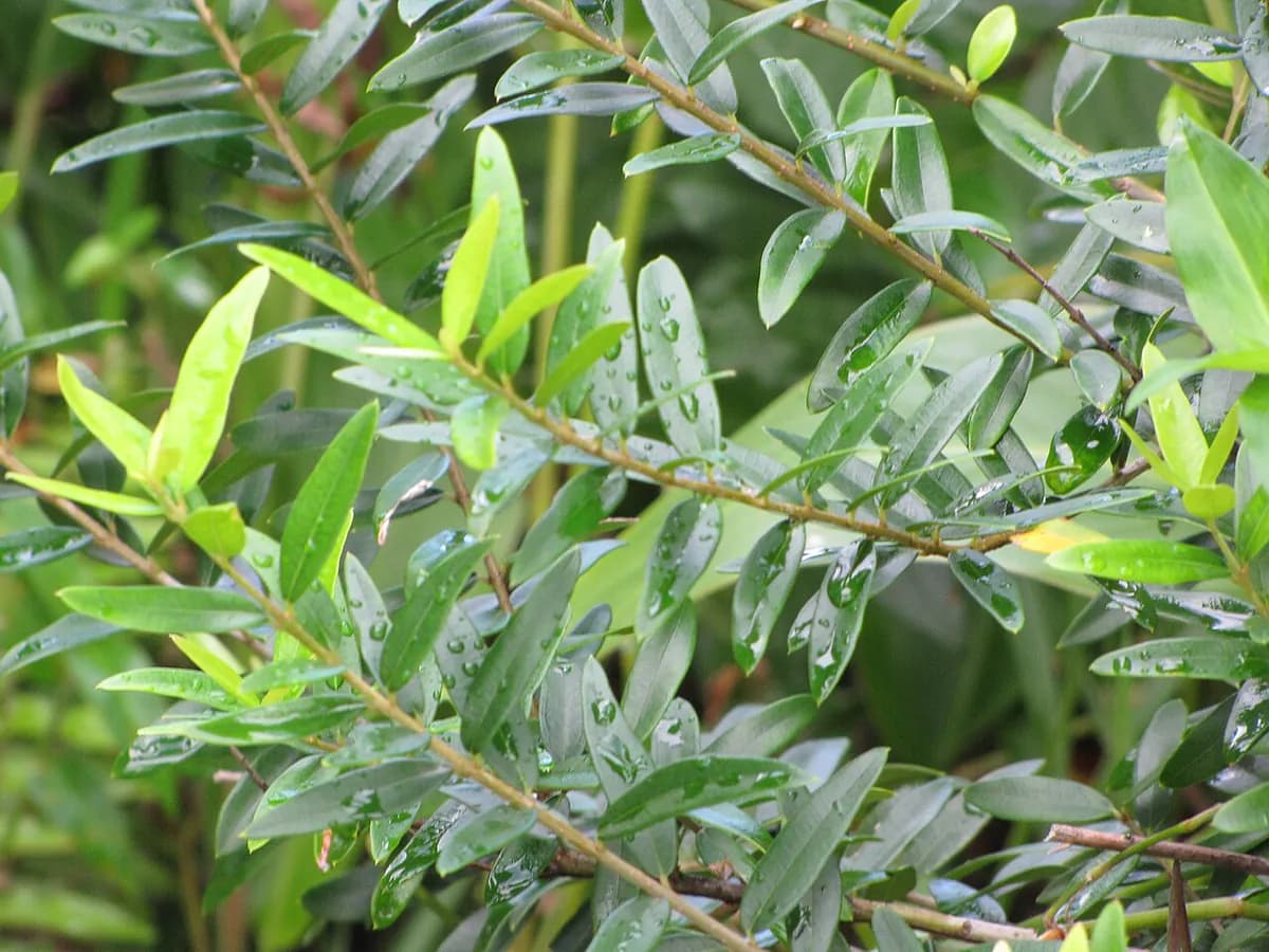 Olivo ornamental — foto real