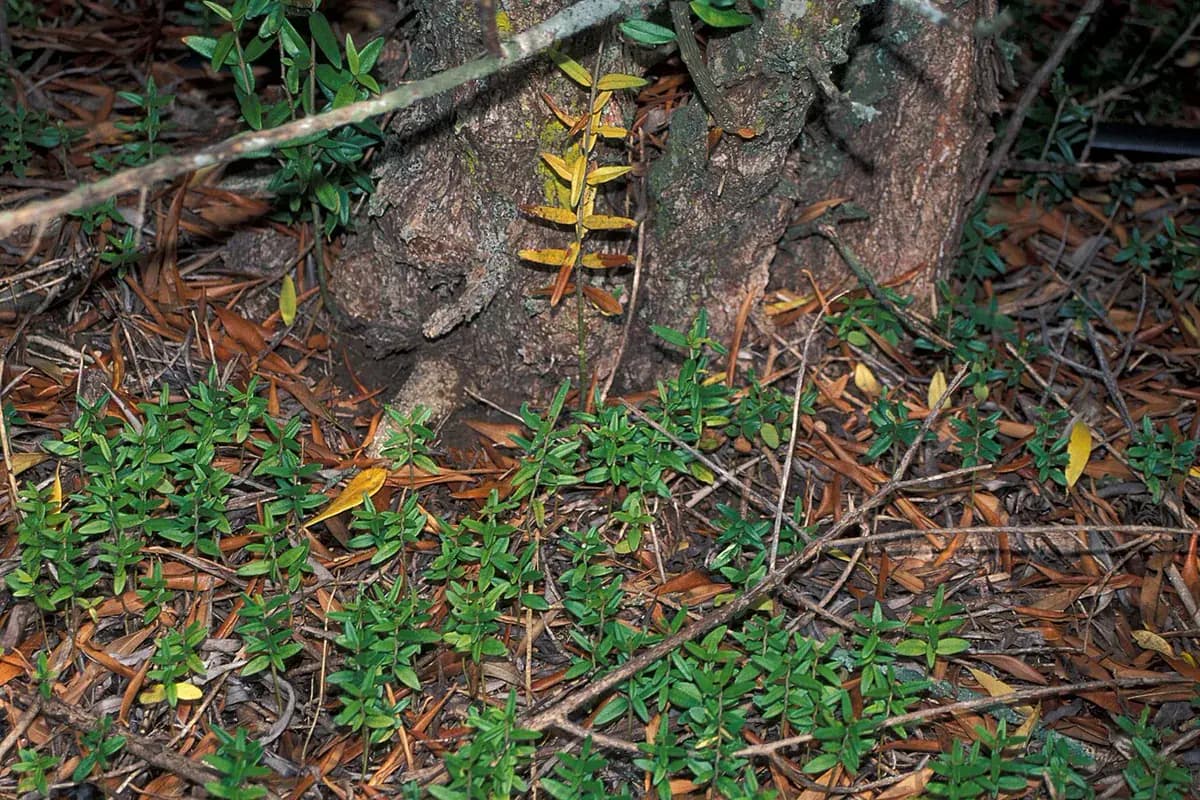 Olivo Picual — foto real