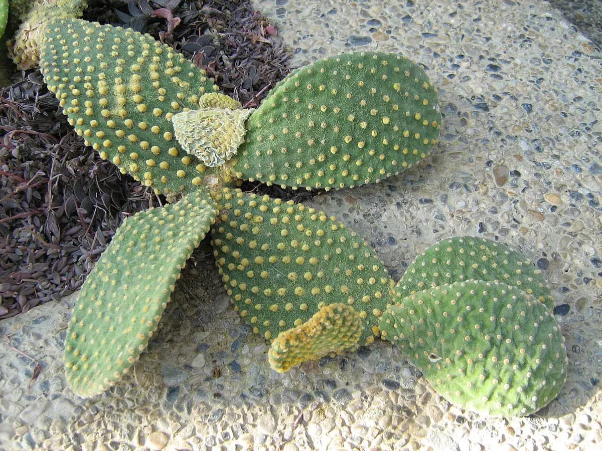 Nopal enano (Opuntia) — foto real