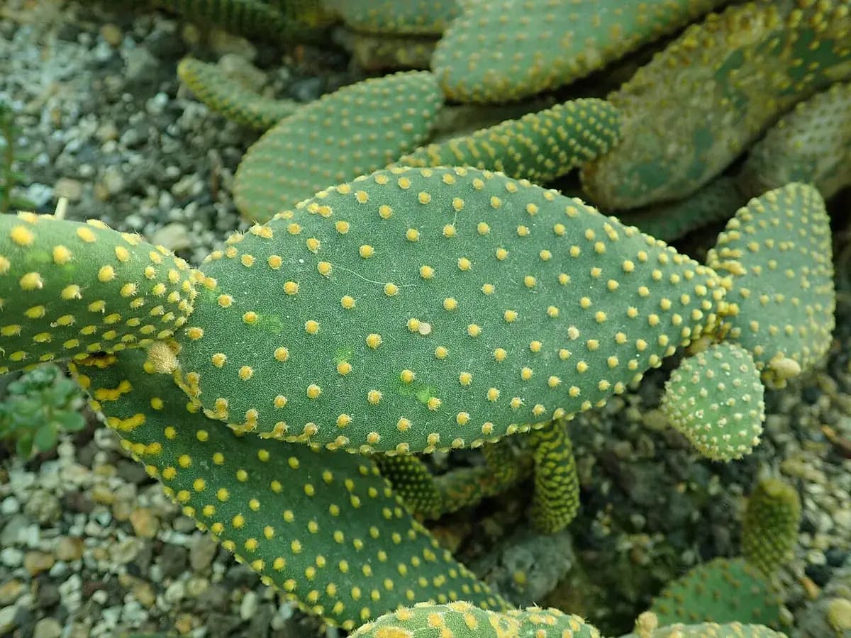 Nopal enano (Opuntia) — foto real