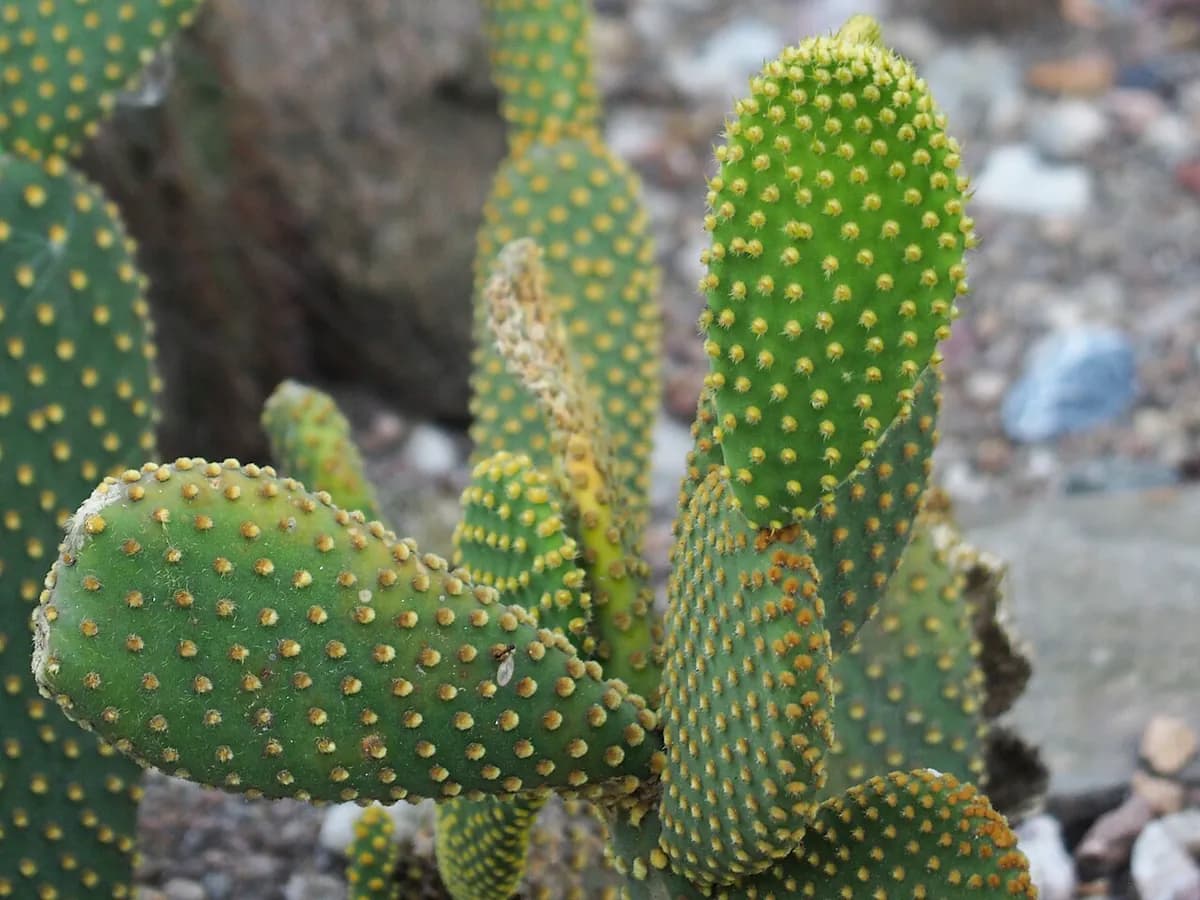 Nopal enano (Opuntia) — foto real