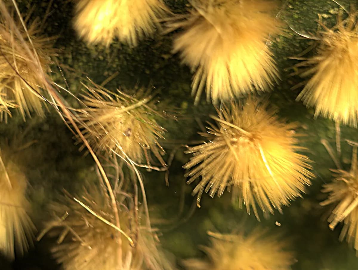 Nopal enano (Opuntia) — foto real