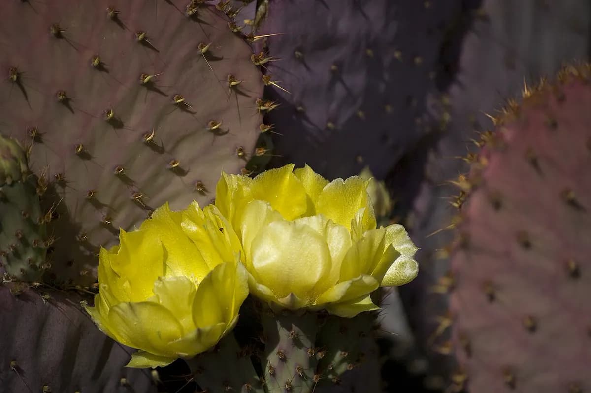Opuntia Santa Rita (nopal morado) — foto real