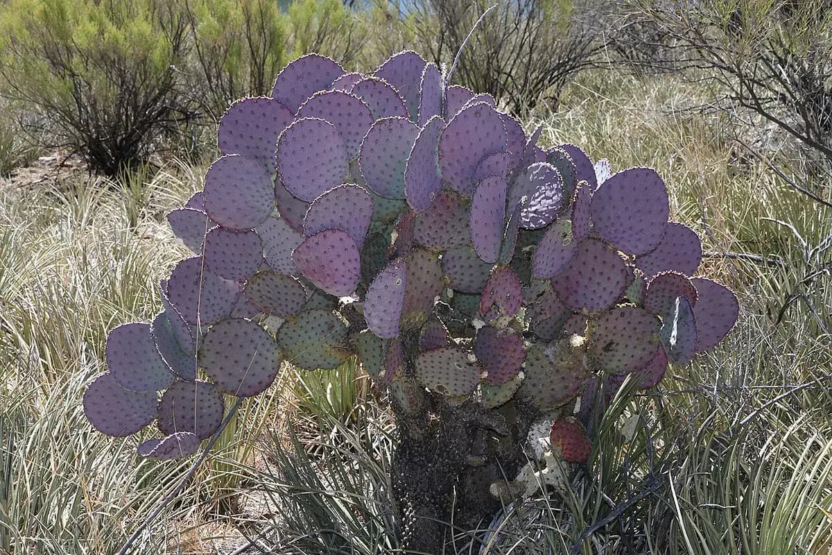 Opuntia Santa Rita (nopal morado) — foto real