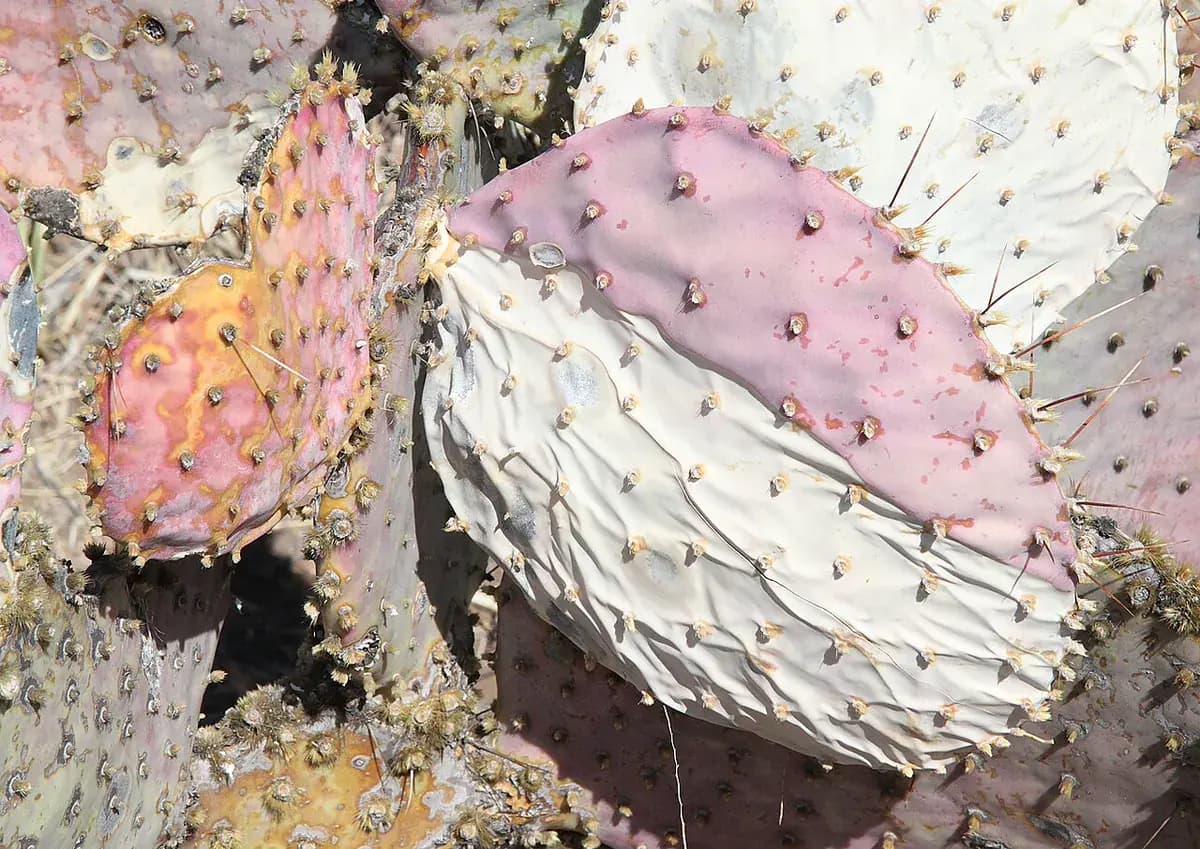 Opuntia Santa Rita (nopal morado) — foto real