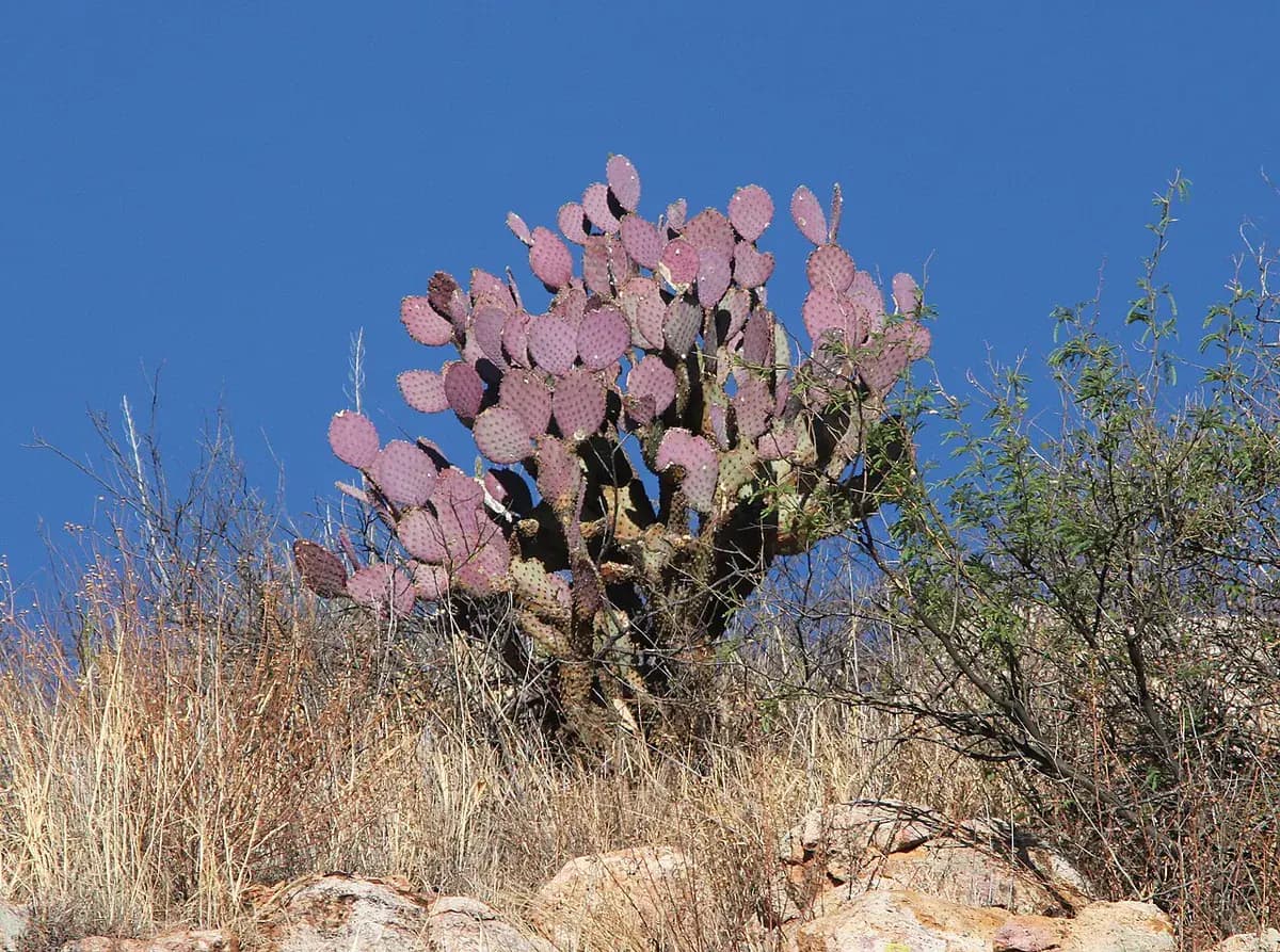 Opuntia Santa Rita (nopal morado) — foto real