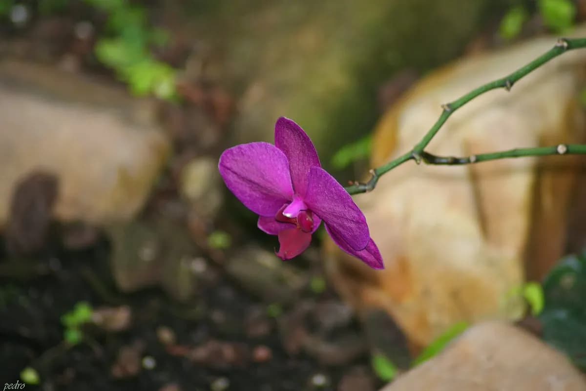 Orquídea mariposa — foto real
