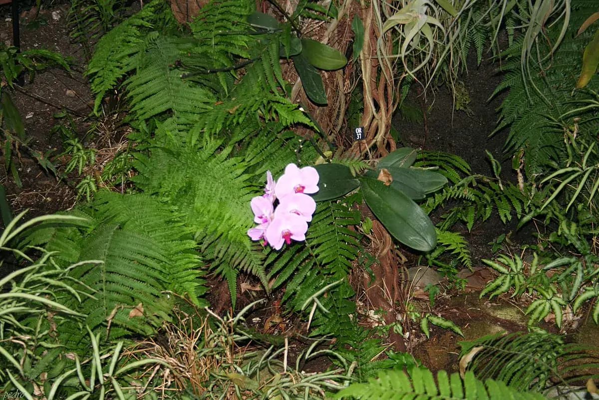 Orquídea mariposa — foto real