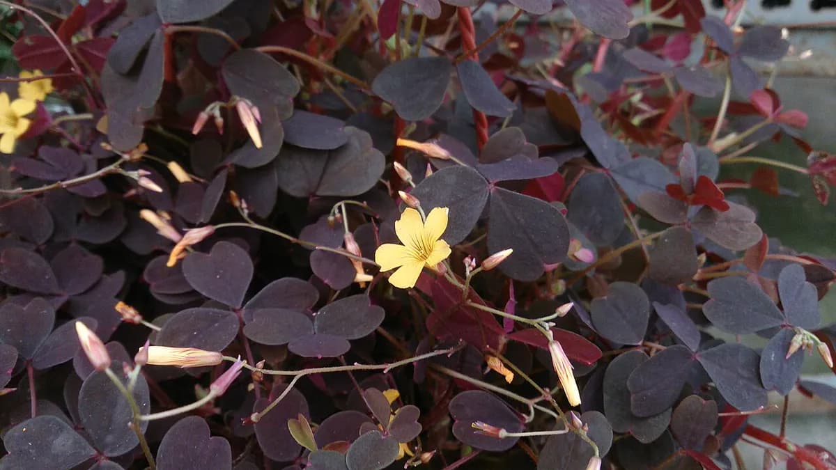 Oxalis triangularis (planta mariposa) — foto real
