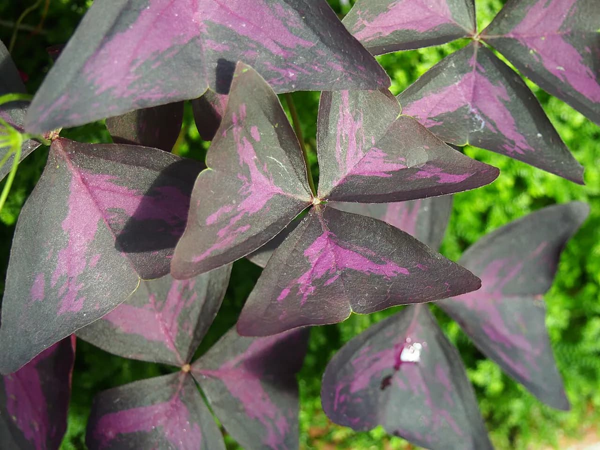 Oxalis triangularis (planta mariposa) — foto real