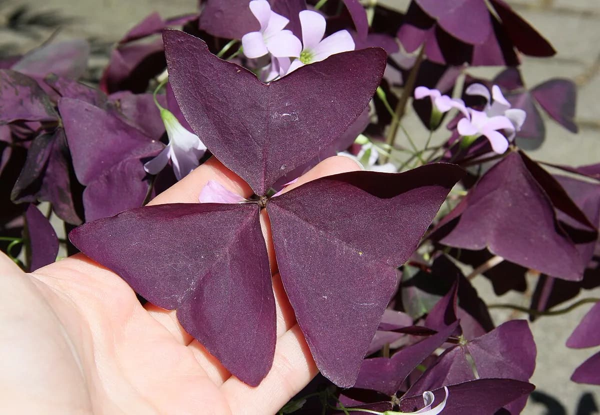 Oxalis triangularis (planta mariposa) — foto real