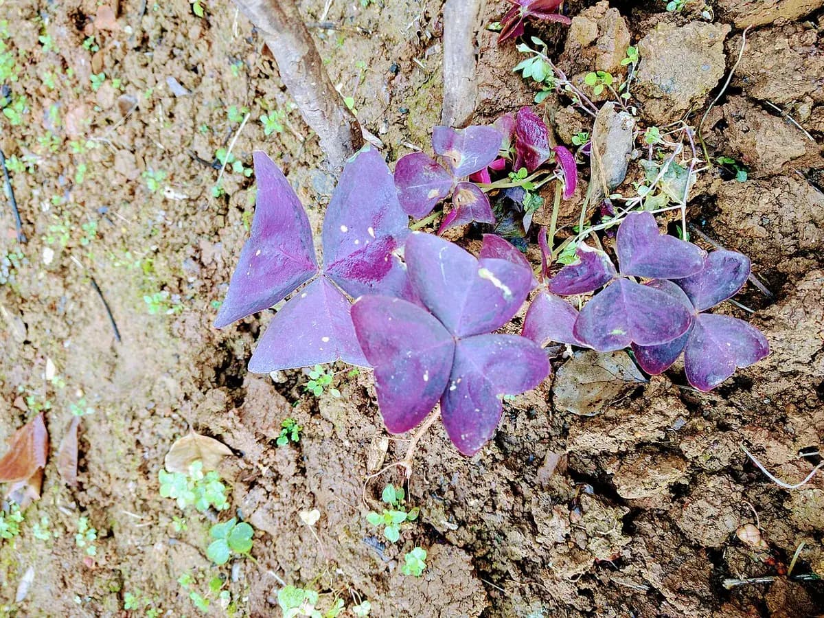 Oxalis triangularis (planta mariposa) — foto real
