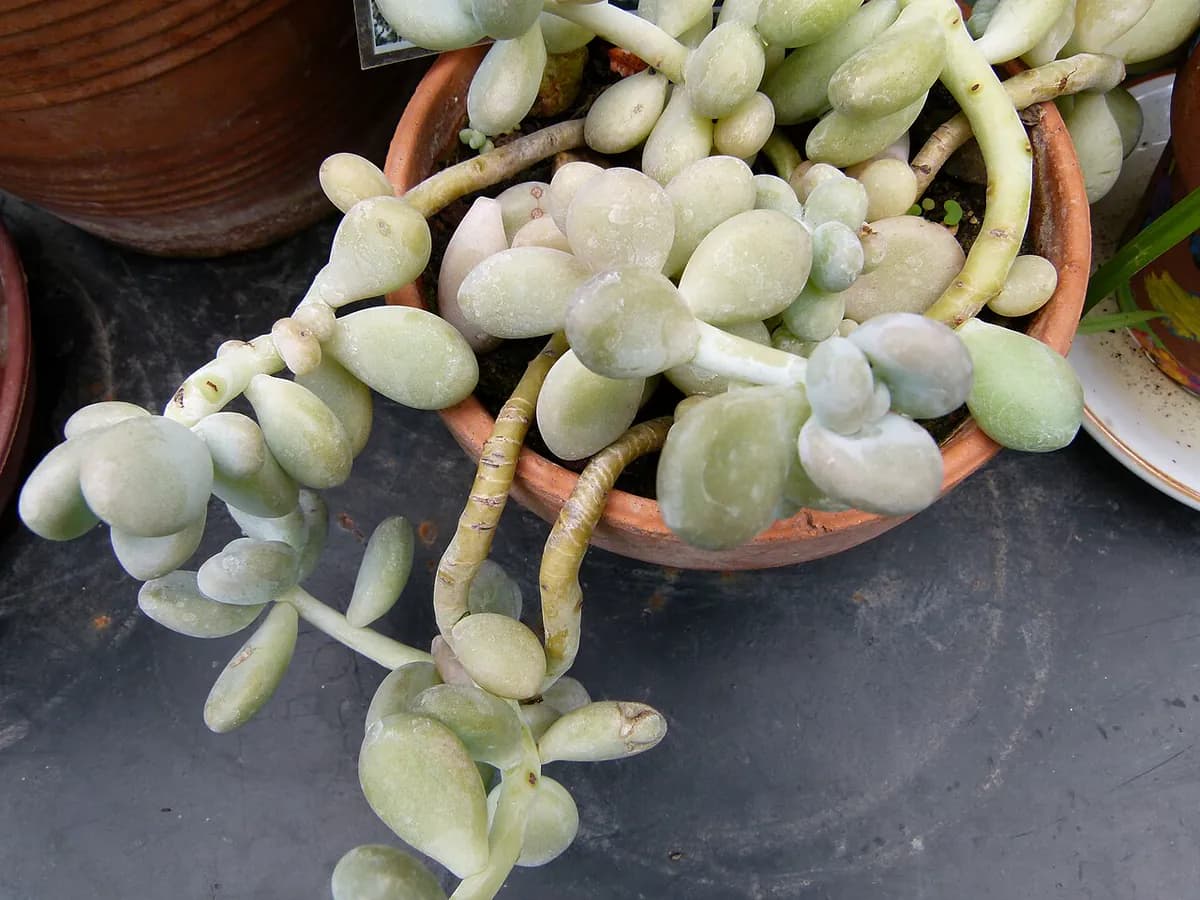 Pachyphytum (mora azul) — foto real