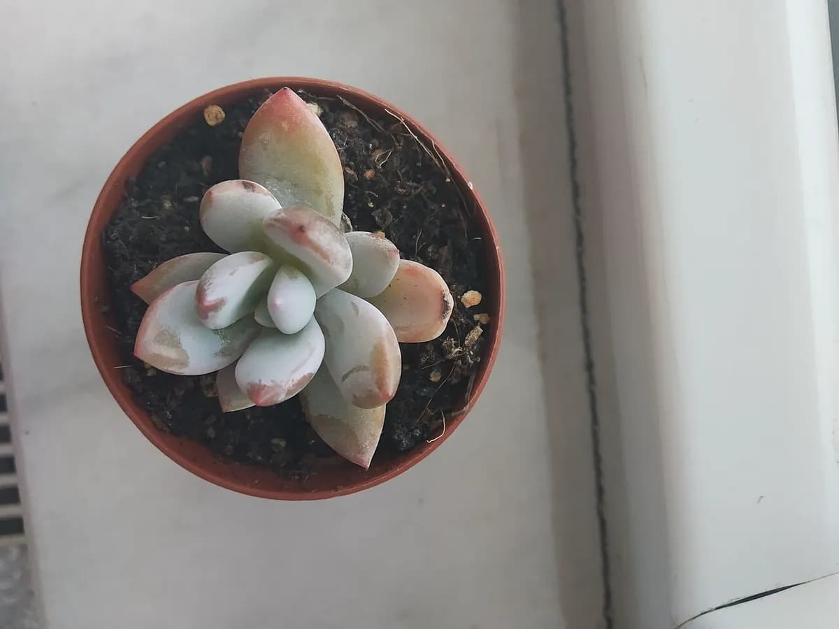 Pachyphytum (mora azul) — foto real
