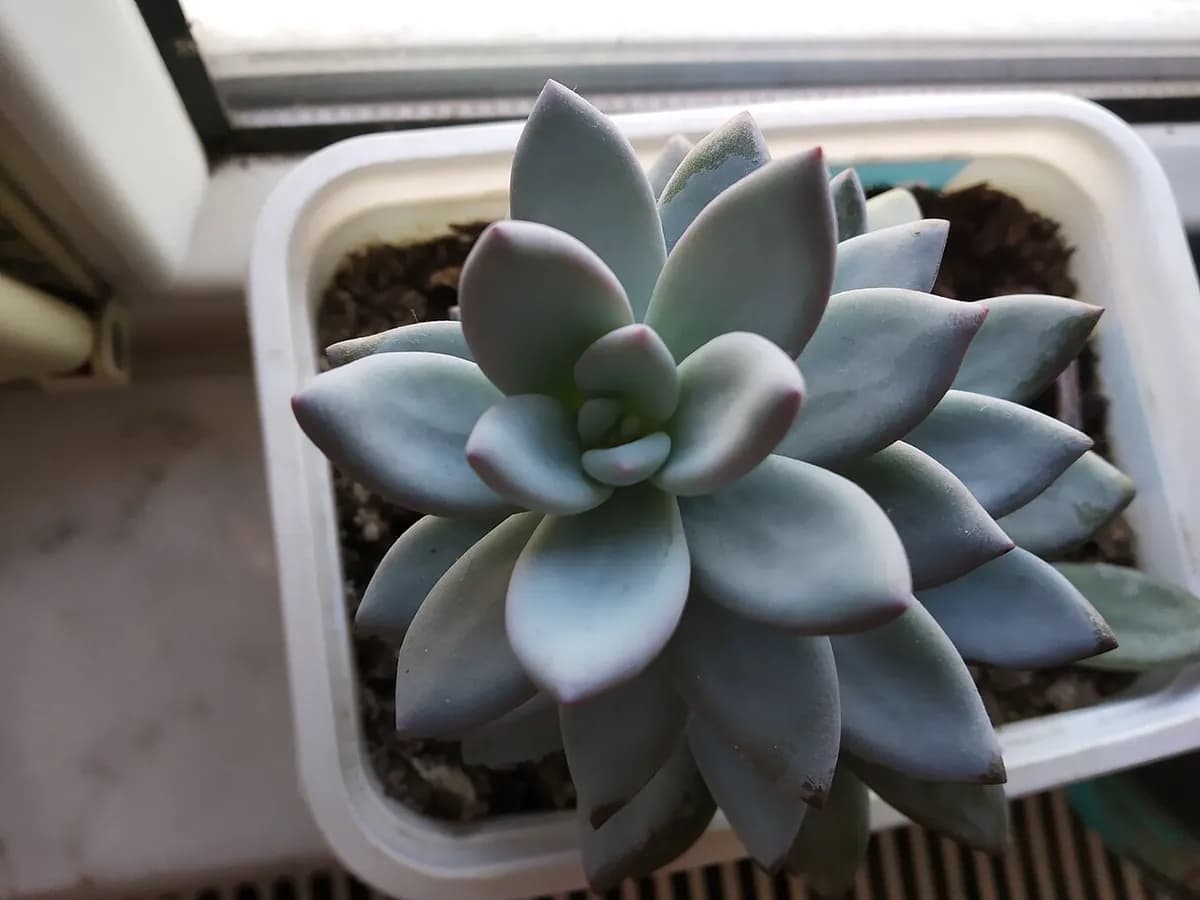 Pachyphytum (mora azul) — foto real