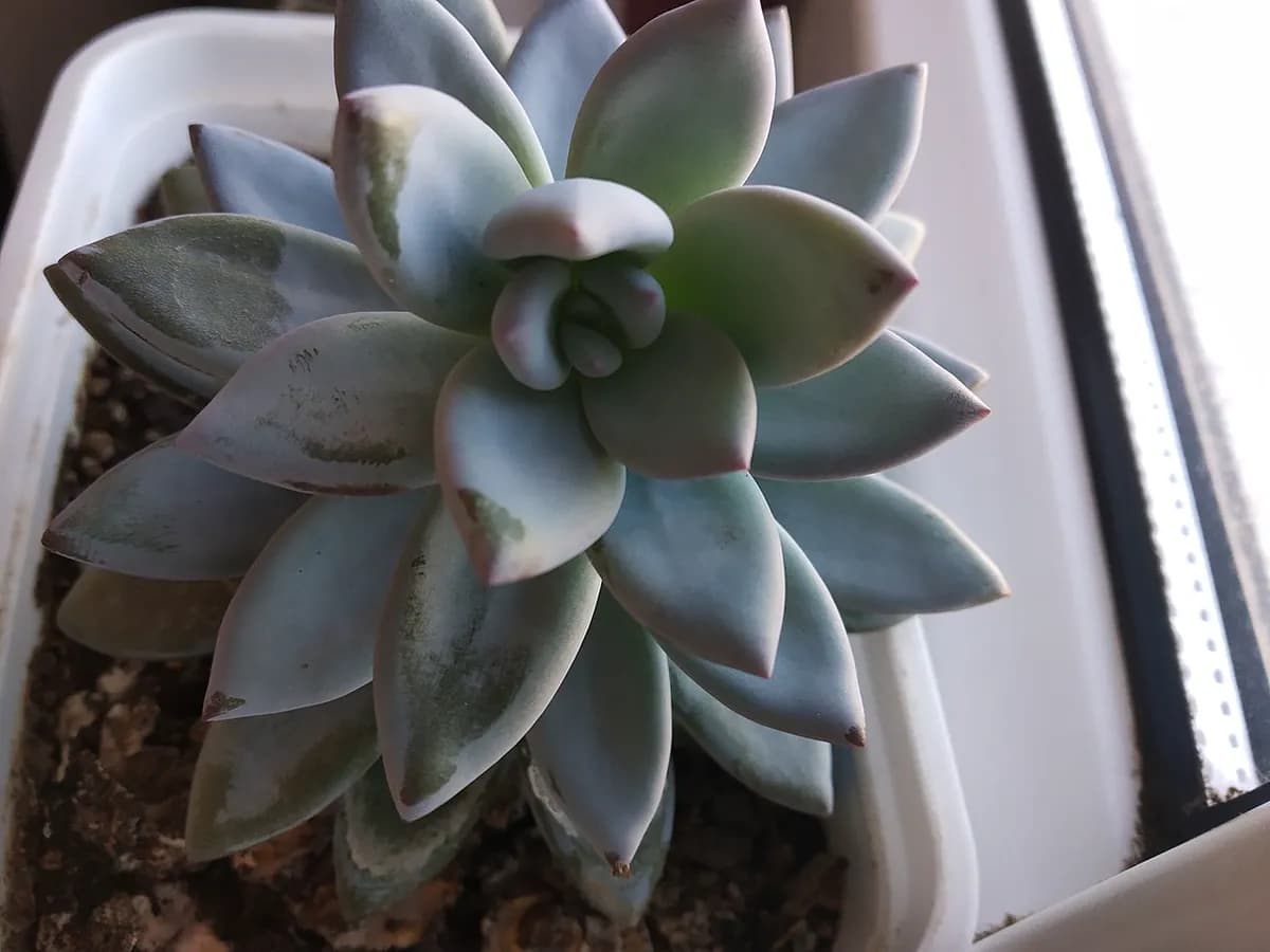 Pachyphytum (mora azul) — foto real