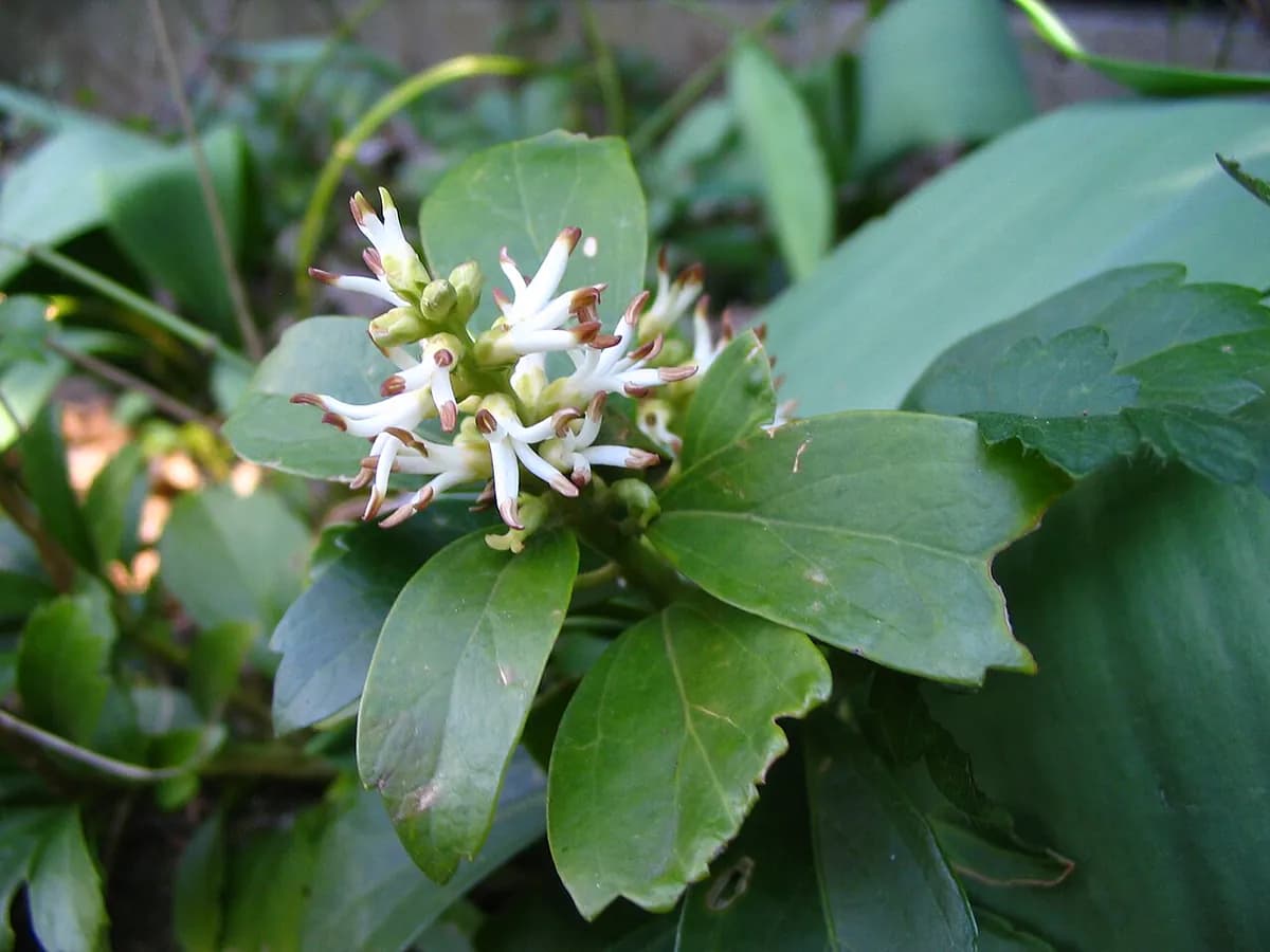 Pachysandra — foto real