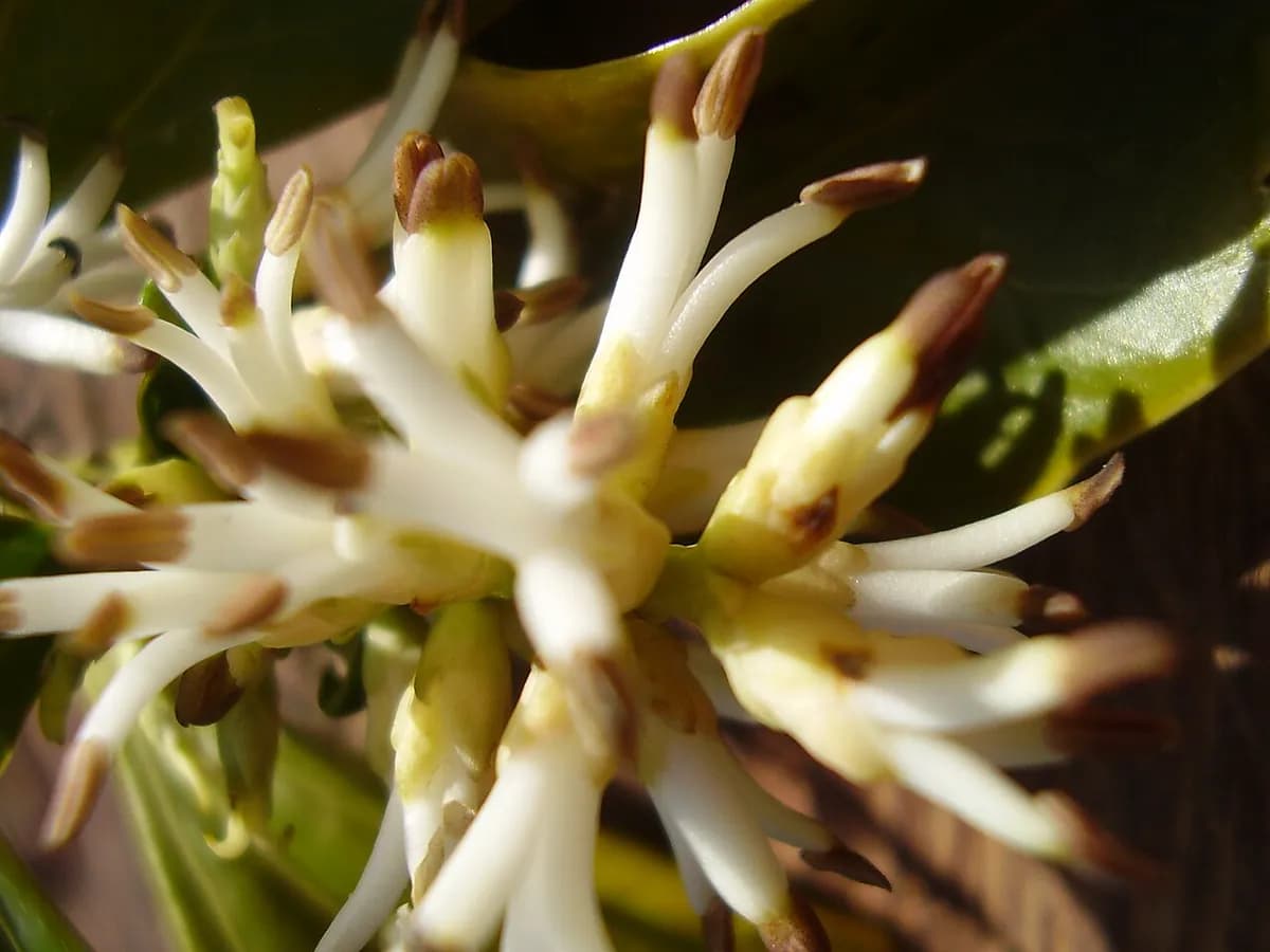 Pachysandra — foto real