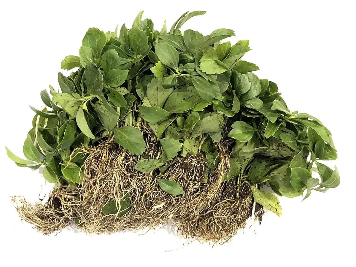 Pachysandra — foto real