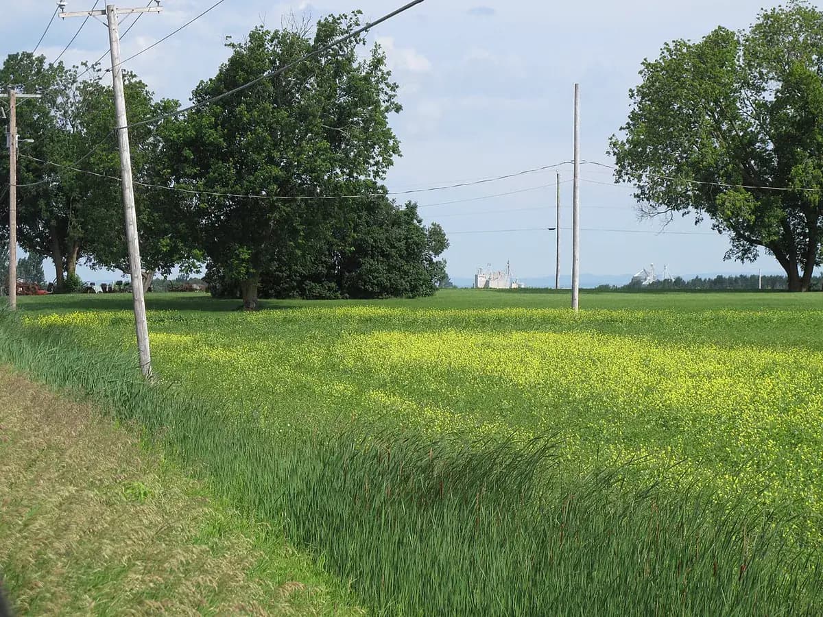 Pak Choi — foto real