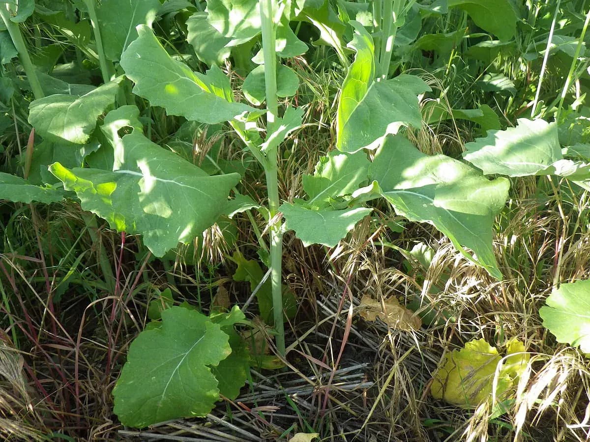Pak Choi — foto real