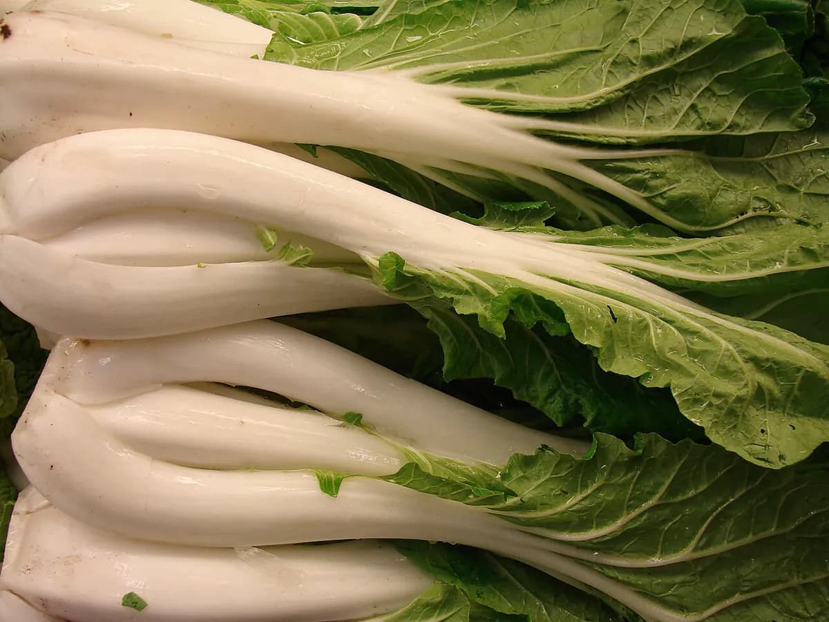 Pak Choi — foto real