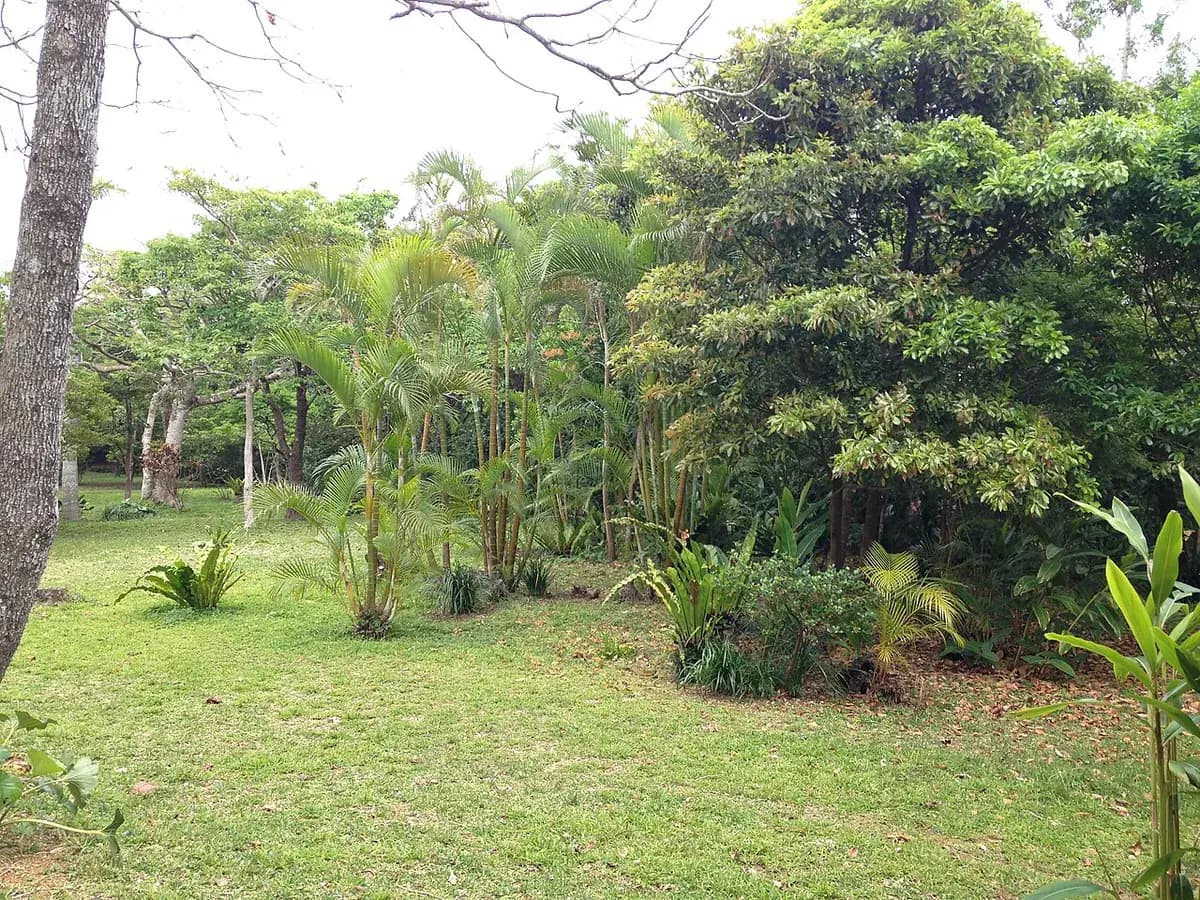 Areca — foto real