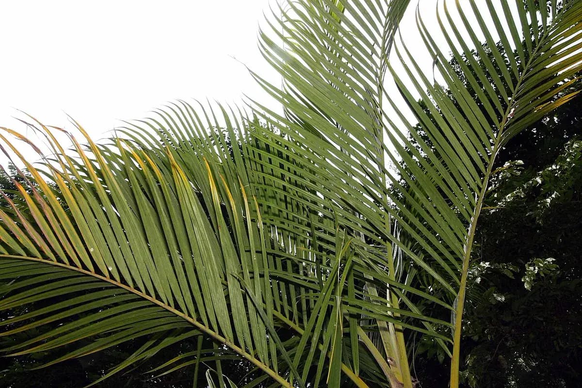 Areca — foto real