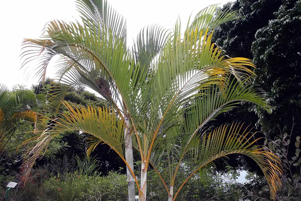 Areca — foto real
