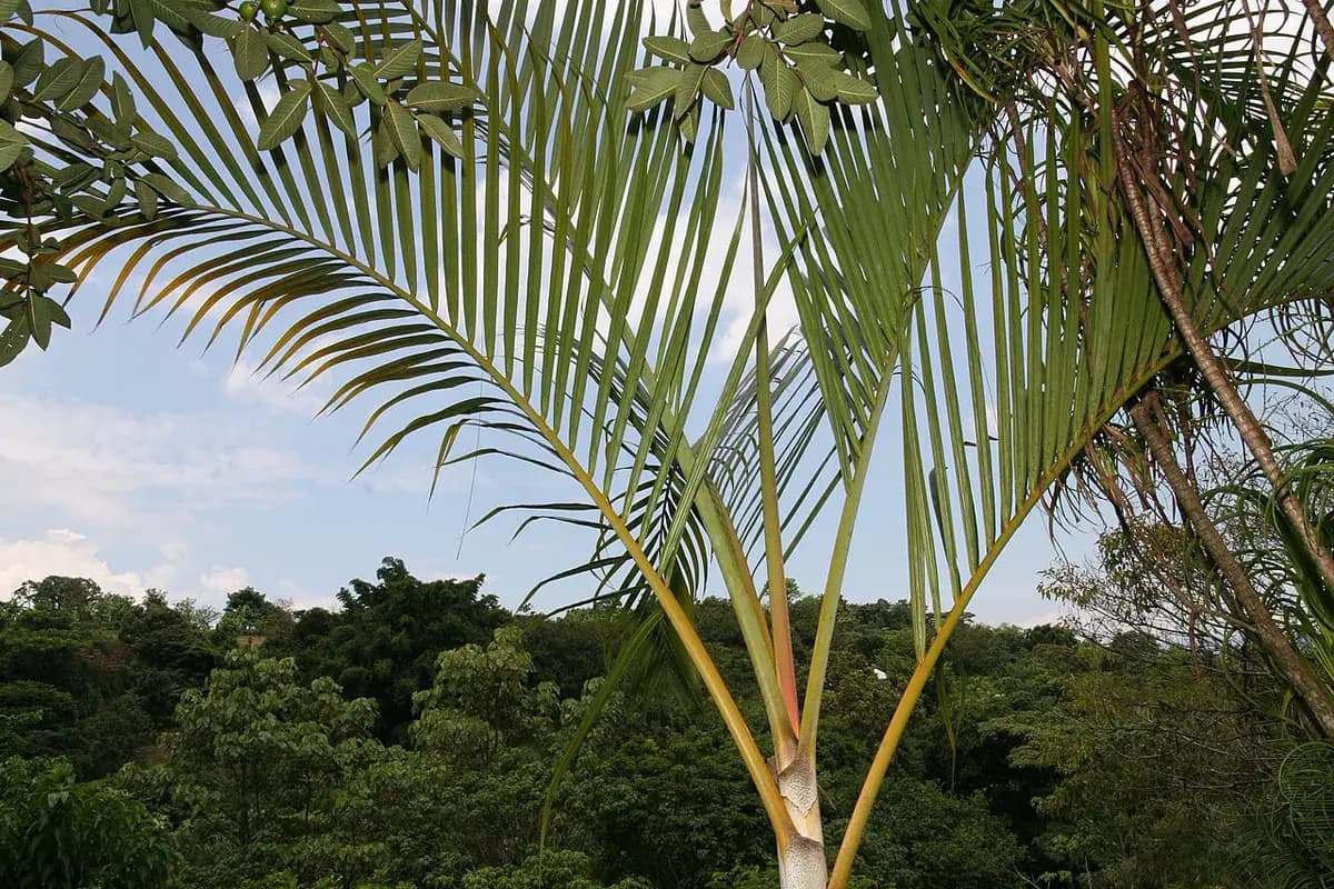 Areca — foto real