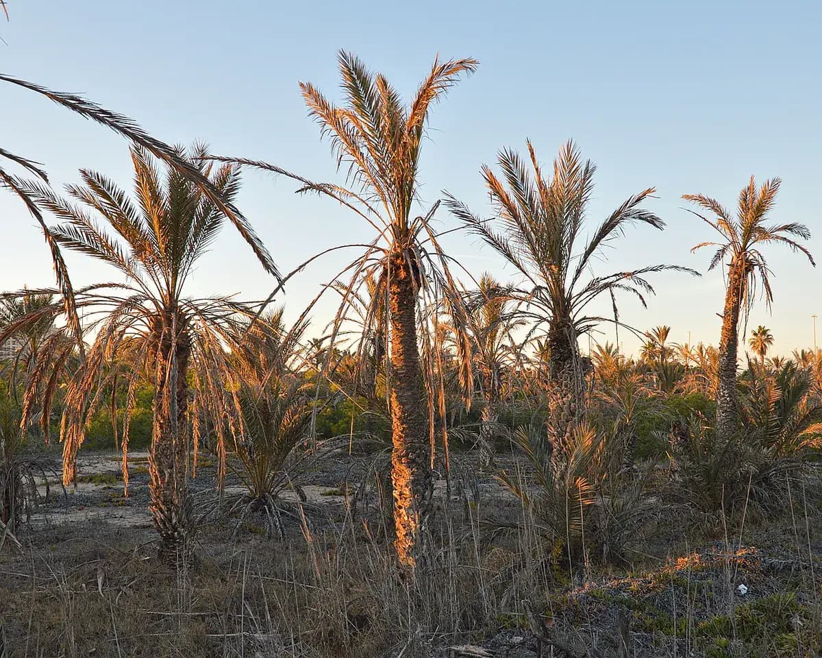 Palmera datilera — foto real