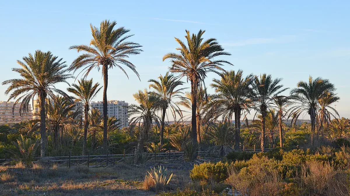 Palmera datilera — foto real