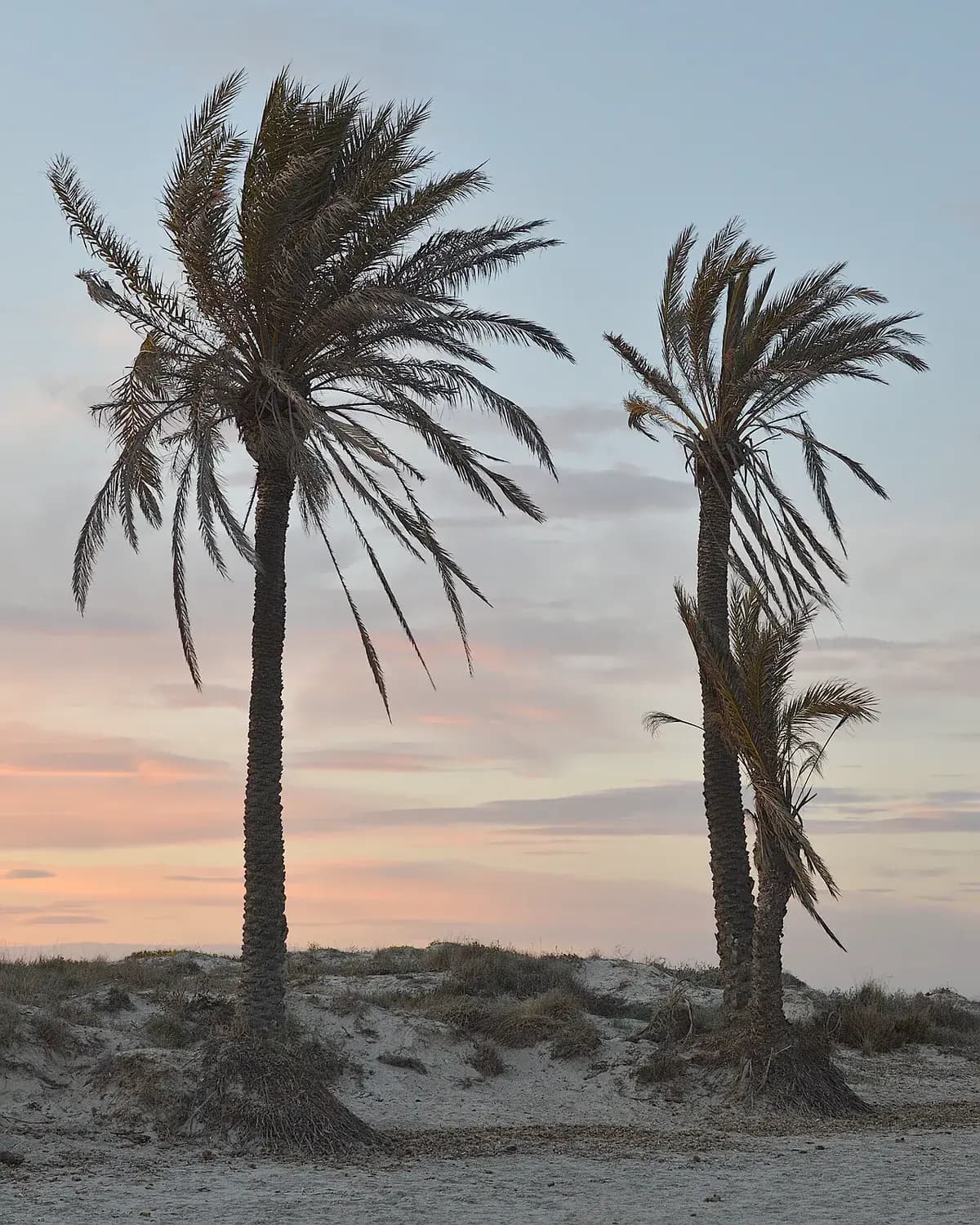 Palmera datilera — foto real