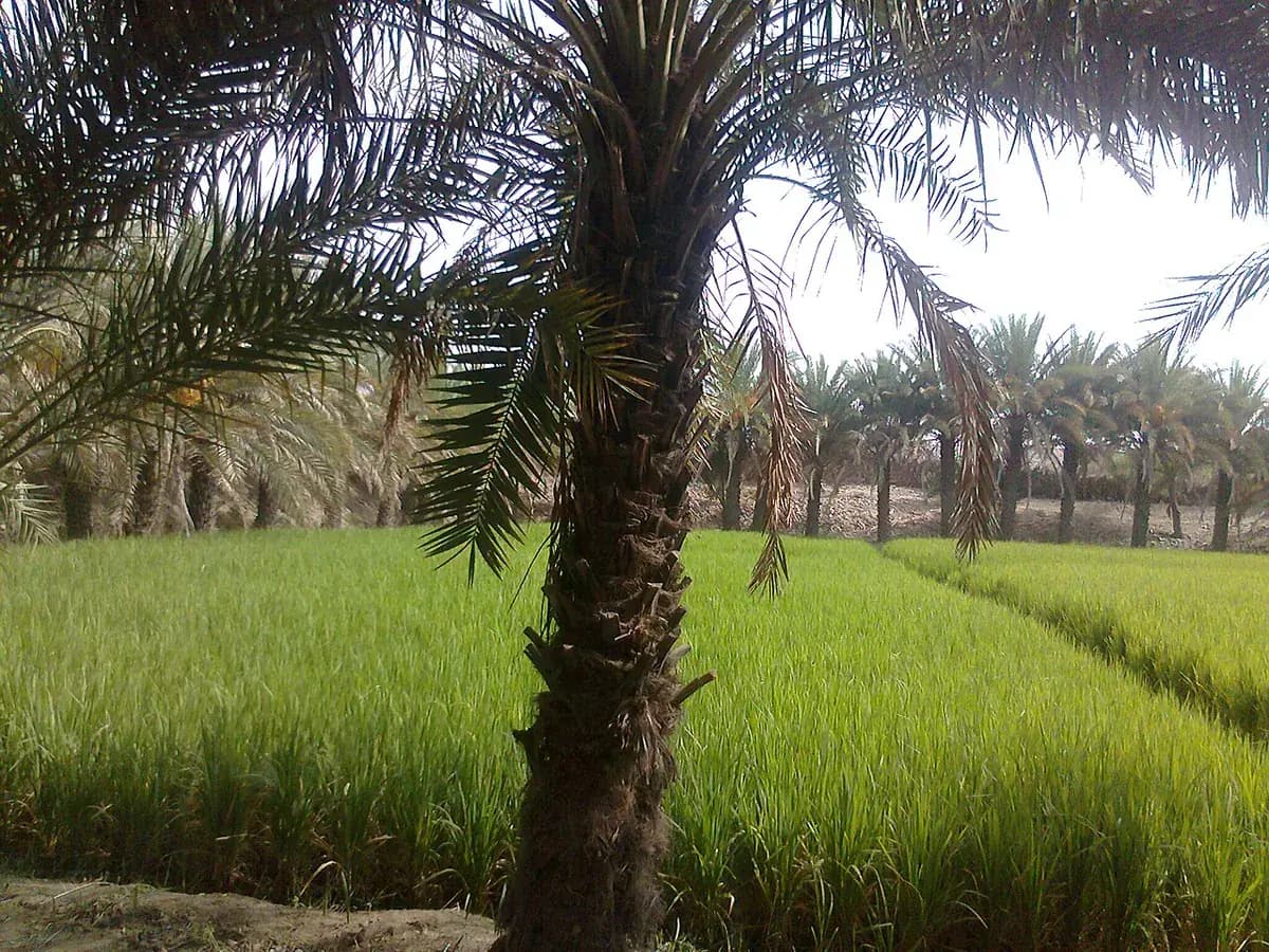 Palmera datilera — foto real