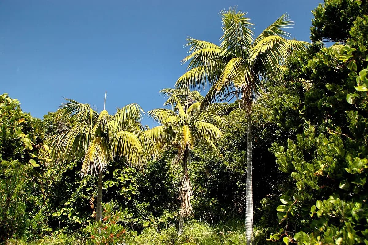 Kentia — foto real