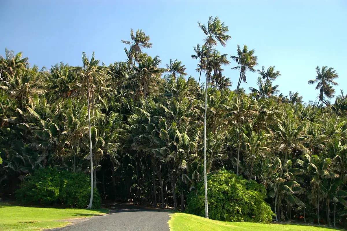 Kentia — foto real
