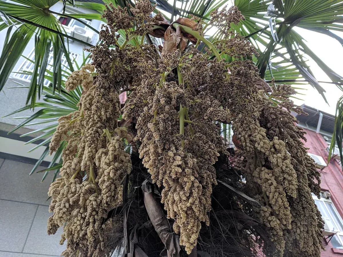 Palmera excelsa — foto real
