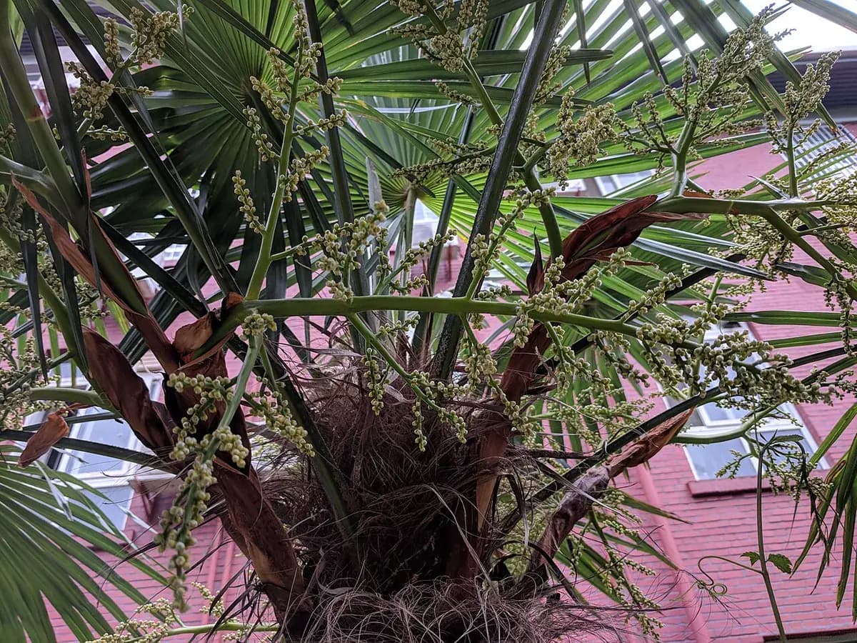 Palmera excelsa — foto real