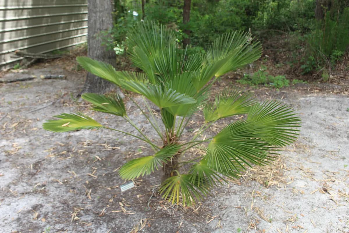 Palmera excelsa — foto real