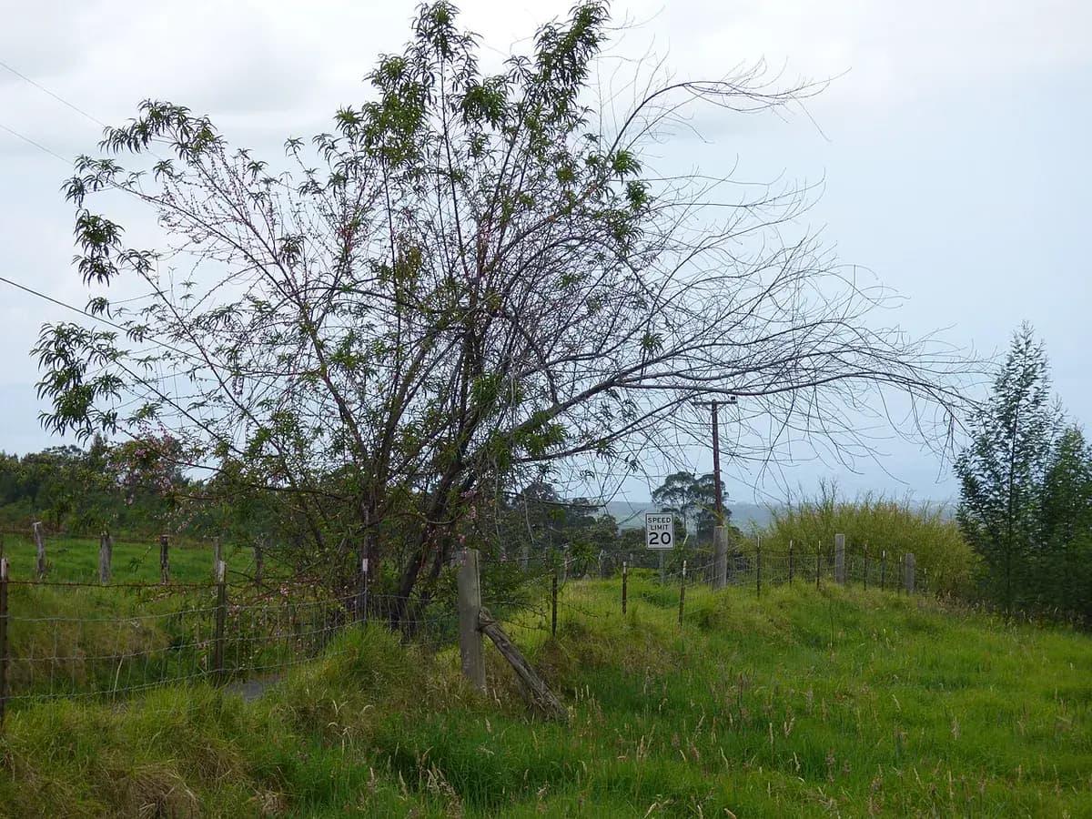 Paraguayo (melocotón plano) — foto real