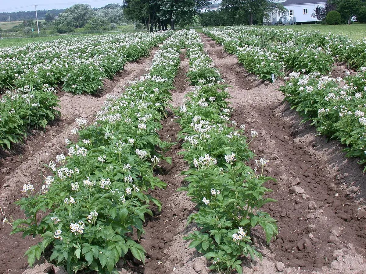 Patata Agria — foto real