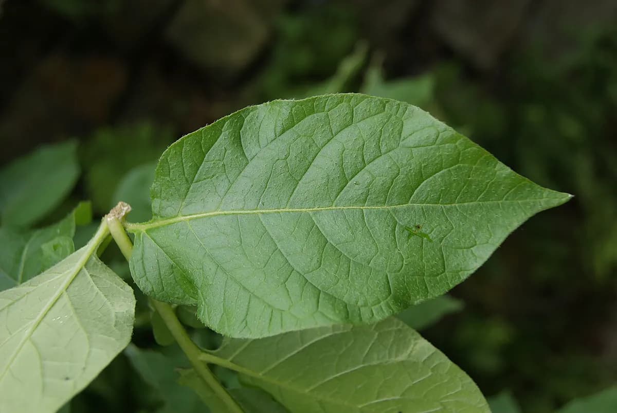 Patata Agria — foto real